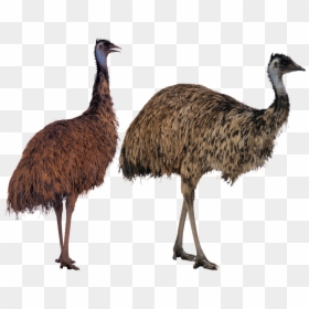 Emu Ostrich Bird, HD Png Download - dodo bird png
