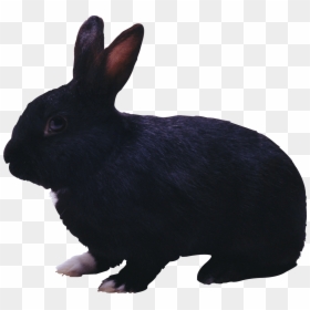 Black Rabbit Png, Transparent Png - bunny rabbit png