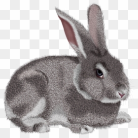 Bunny Rabbit Png, Transparent Png - bunny rabbit png