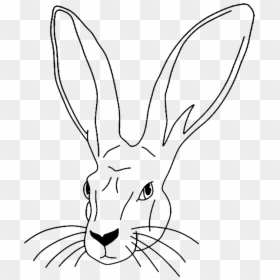 Domestic Rabbit, HD Png Download - bunny rabbit png