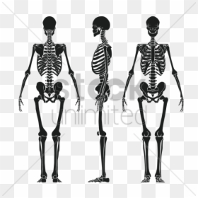 Human Skeleton Back Vector, HD Png Download - human skeleton png