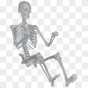 Skeleton, HD Png Download - human skeleton png