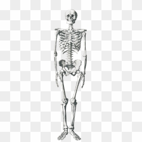10 Ft Compared To Human, HD Png Download - human skeleton png