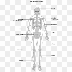 Os, HD Png Download - human skeleton png