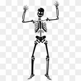 Skeleton Vector, HD Png Download - human skeleton png