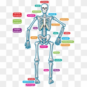 Human Skeleton, HD Png Download - human skeleton png