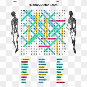 Human Bones Word Search Answers, HD Png Download - human skeleton png