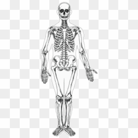 Baby Bones Vs Adults Bones, HD Png Download - human skeleton png