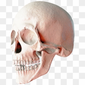 2 Skulls Png, Transparent Png - human skeleton png