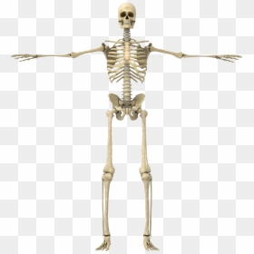 Skeletal System No Background, HD Png Download - human skeleton png