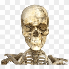 Human Skeleton, HD Png Download - human skeleton png