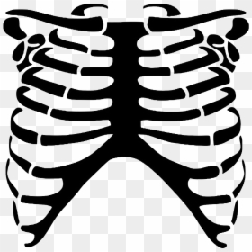 Skeleton Rib Cage Png, Transparent Png - human skeleton png