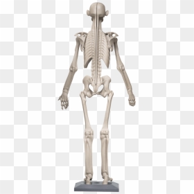3d Modeling, HD Png Download - human skeleton png