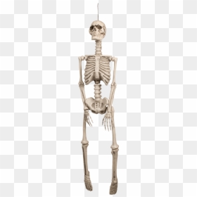 Squelette Decoration Halloween, HD Png Download - human skeleton png