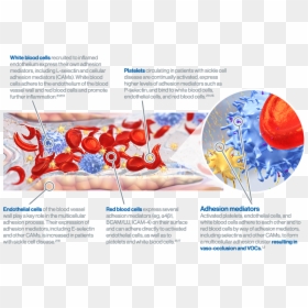 Brochure, HD Png Download - red blood cells png