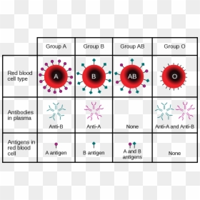 Blood Types, HD Png Download - red blood cells png