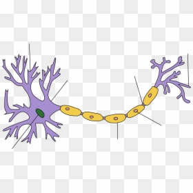 Structure Of A Neuron, HD Png Download - red blood cells png
