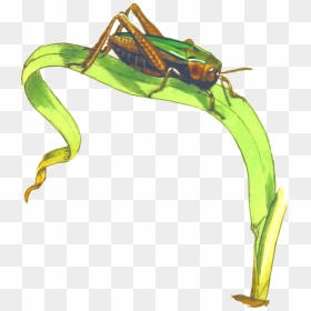 Grasshopper On Grass Clipart, HD Png Download - crickets png