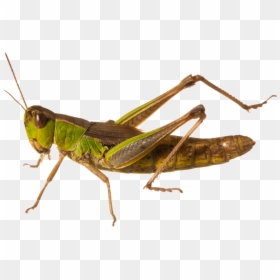 Grasshopper Png, Transparent Png - crickets png