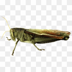 Deformed Grasshopper, HD Png Download - crickets png