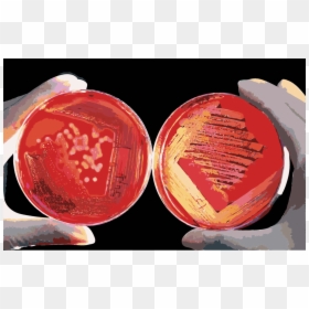 Red Blood Cells Png, Transparent Png - red blood cells png