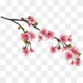 Cherry Blossom Branch Png, Transparent Png - sakura branch png