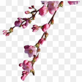 Rose, HD Png Download - sakura branch png