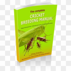 Substrate Breeding System Small Scale Production, HD Png Download - crickets png
