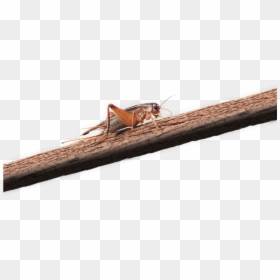 Grasshopper, HD Png Download - crickets png