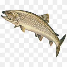 Trout Transparent, HD Png Download - rainbow trout png