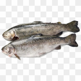 Fresh Rainbow Trout, HD Png Download - rainbow trout png
