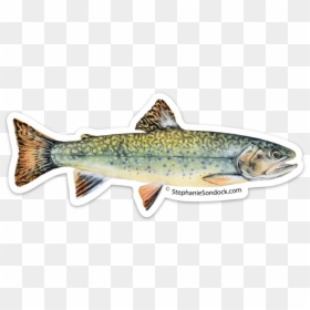 Brown Trout, HD Png Download - rainbow trout png