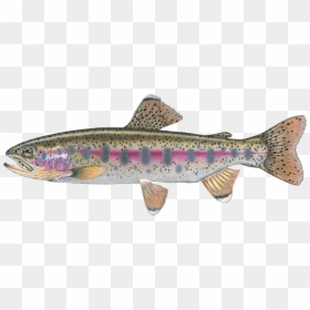 Coastal Cutthroat Trout, HD Png Download - rainbow trout png