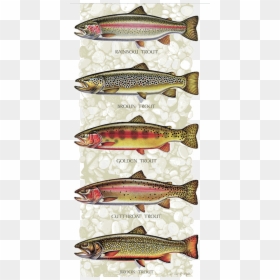 Rainbow Trout Brook Trout, HD Png Download - rainbow trout png