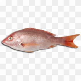Fish Meat Png, Transparent Png - rainbow trout png
