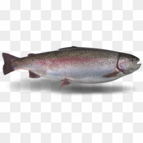 Coastal Cutthroat Trout, HD Png Download - rainbow trout png