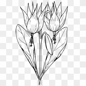 Trout Lily Clip Art, HD Png Download - rainbow trout png