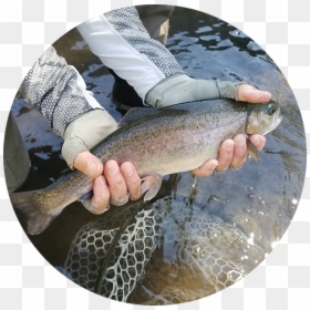 Trout, HD Png Download - rainbow trout png