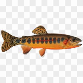 Ca Golden Trout, HD Png Download - rainbow trout png