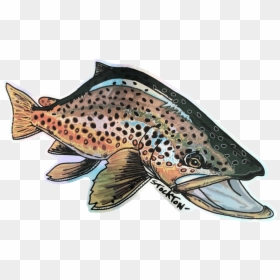 Brown Trout, HD Png Download - rainbow trout png