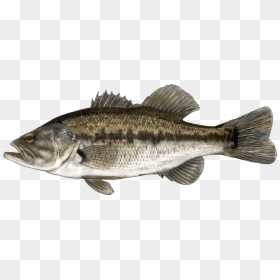 Large Mouth Black Bass, HD Png Download - rainbow trout png
