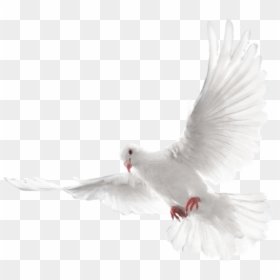 Holy Spirit Doves Transparent Background, HD Png Download - dove flying png