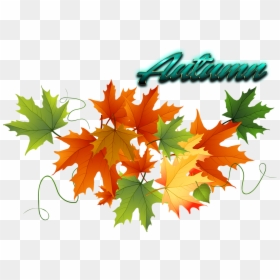 Fall Clipart Transparent Background, HD Png Download - fall leaves transparent png