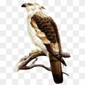 Osprey, HD Png Download - eagle .png