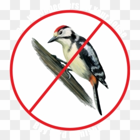 Pan Am Logo Png, Transparent Png - woodpecker png