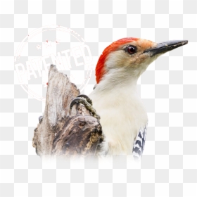 Woodpecker Png, Transparent Png - woodpecker png