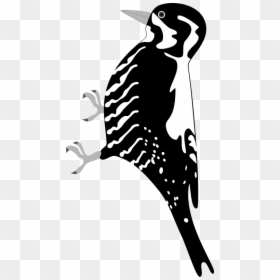 Woodpecker, HD Png Download - woodpecker png