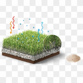 Alfalfa Sprouts, HD Png Download - cool banner png