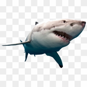 Great White Shark Transparent Background, HD Png Download - justin bieber face png