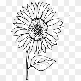 Black Outline Flower Transparent, HD Png Download - daisy outline png